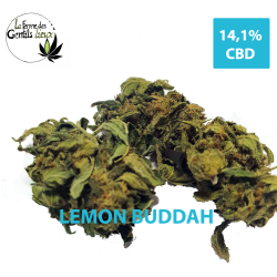 Lemon Buddah CBD Bio