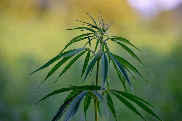 Quelle est la différence entre le cannabis CBD et THC ? La Ferme des gentils lieux