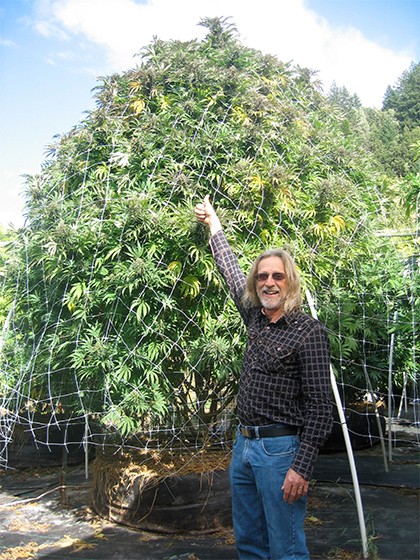Jorge Cervantes : l'expert en cannabis et son impact sur l'industrie La Ferme des gentils lieux