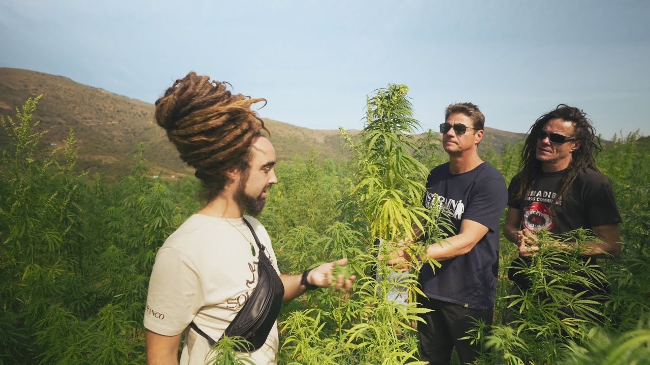 Les traqueurs de Green House Seeds, les experts de l’industrie du cannabis